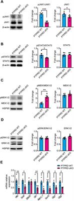 Neural conditional ablation of the protein tyrosine phosphatase receptor Delta PTPRD impairs gliogenesis in the developing mouse brain cortex